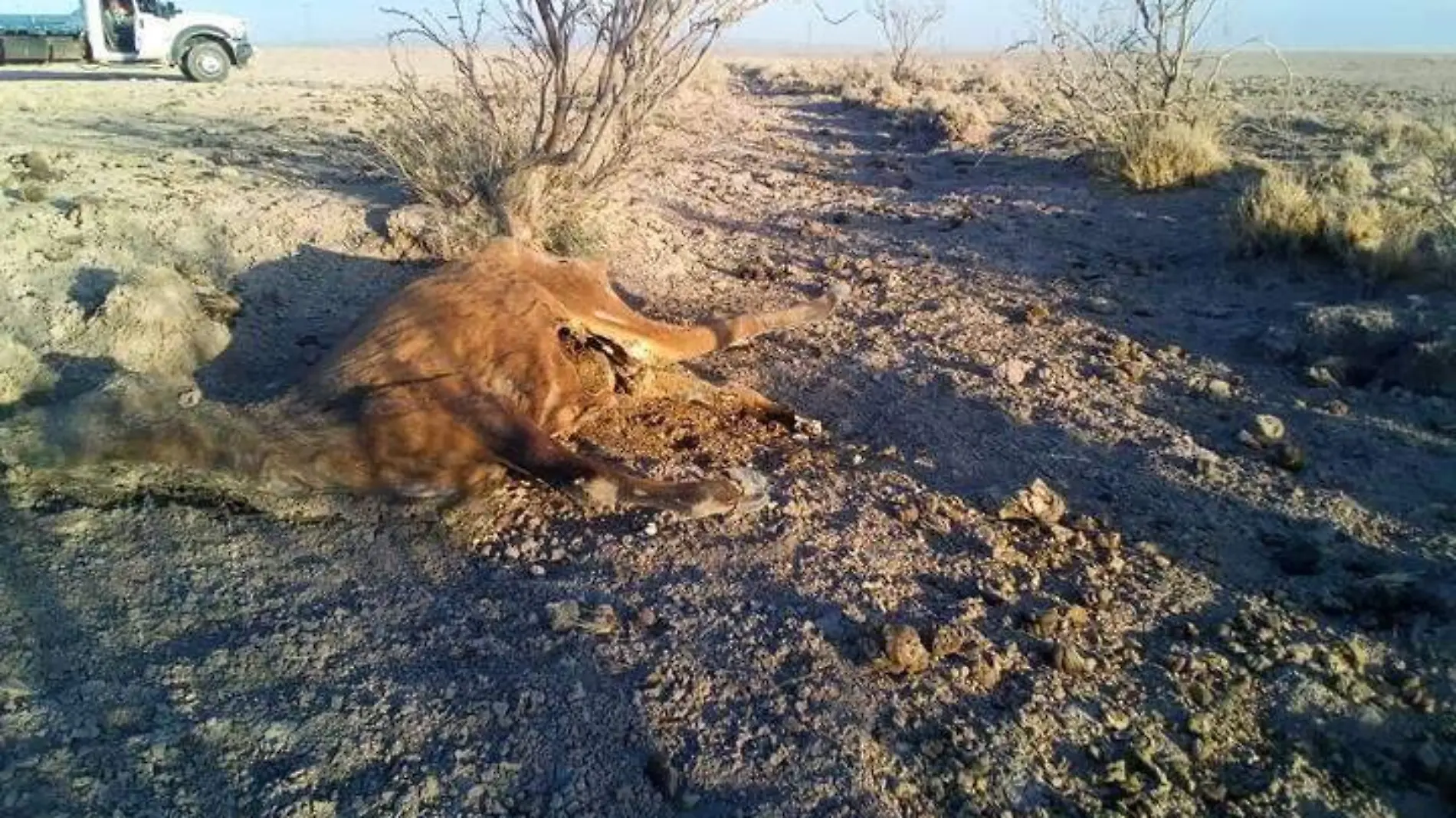 VAQUITA MUERTA OK